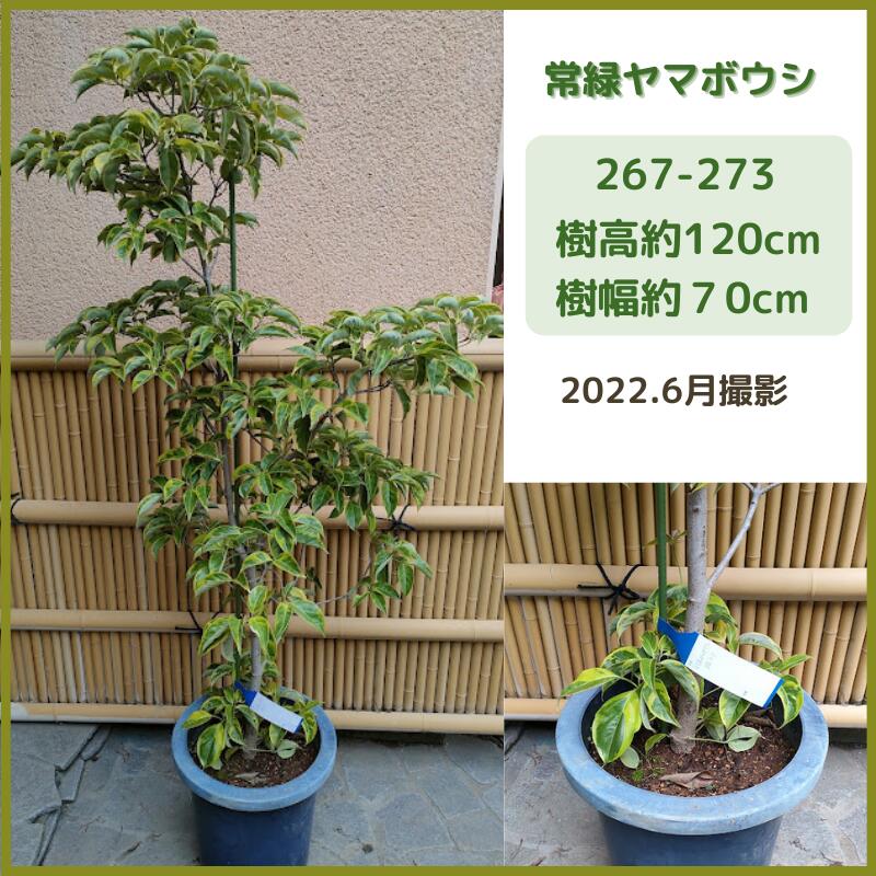 激安特価品 花 紅葉 果実ともに美しい樹木 常緑ヤマボウシ 現品発送 シンボルツリー 庭木 植木 常緑樹 Summitinternationalschool Com