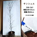 サンシュユ(山茱萸)【送料無料】(現品発送) (シンボルツリー) (庭木) (植木) (花木) (落葉樹)