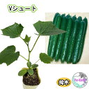 Vシュート きゅうり 接ぎ木 接木苗 9cmポット 夏野菜 タキイ種苗 家庭菜園 プランター栽培 自家製野菜 野菜苗 作りやすい 甘い!! パリパリ シャッきり 【福樹園】 【ゆーかりファーム】