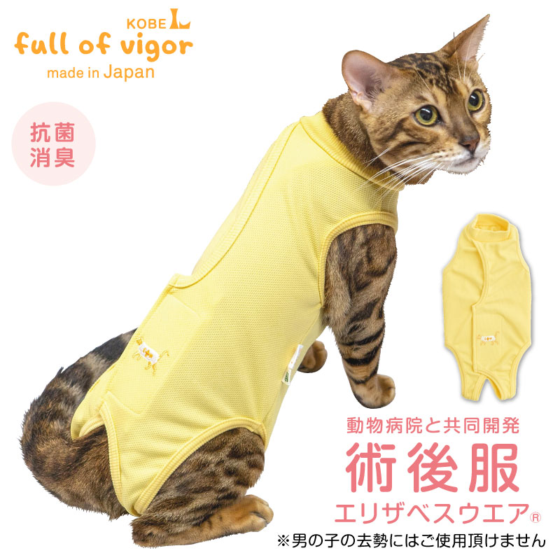 猫の術後服のおすすめは？傷舐め防止できる人気ウェアを教えて！