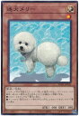 遊戯王 第11期 06弾 BODE-JP035 迷犬メリー NR