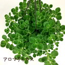アロマティカス 5号 吊り【観葉植物 多肉植物 ハーブ おしゃれ インテリア グリーン 5寸 室内 プレゼント ギフト ハンギング 吊り鉢 新生活 玄関 リビング キッチン ダイニング 台所 母の日 ベランダ ガーデニング】送料無料(北海道・沖縄・離島除く)