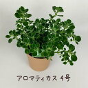 アロマティカス 4号【ハーブ おしゃれ 小さい インテリア 3寸 室内 プレゼント ギフト 贈り物 新生活 卓上 テーブル デスク キッチン ダイニング 台所 観葉植物 多肉植物 苗 小ぶり ミニ】