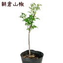 朝倉さんしょ 3.5号【苗木 常緑 地植え 庭木 庭植え 育てやすい 初心者 山椒 苗 木 ガーデニング】送料無料（北海道・沖縄・離島除く）