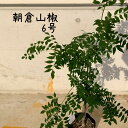 朝倉さんしょ 6号 実山椒 接木苗【苗木 常緑 地植え 庭木 庭植え 育てやすい 初心者 山椒 苗 木 ガーデニング】送料無料(北海道・沖縄・離島除く)