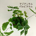 アジアンタム・ペルビアナム 4号【観葉植物 4寸 おしゃれ 新生活 インテリア ギフト プレゼント 室内 かわいい 大葉 シダ シダ植物 夏 納涼 棚置き ミニ...
