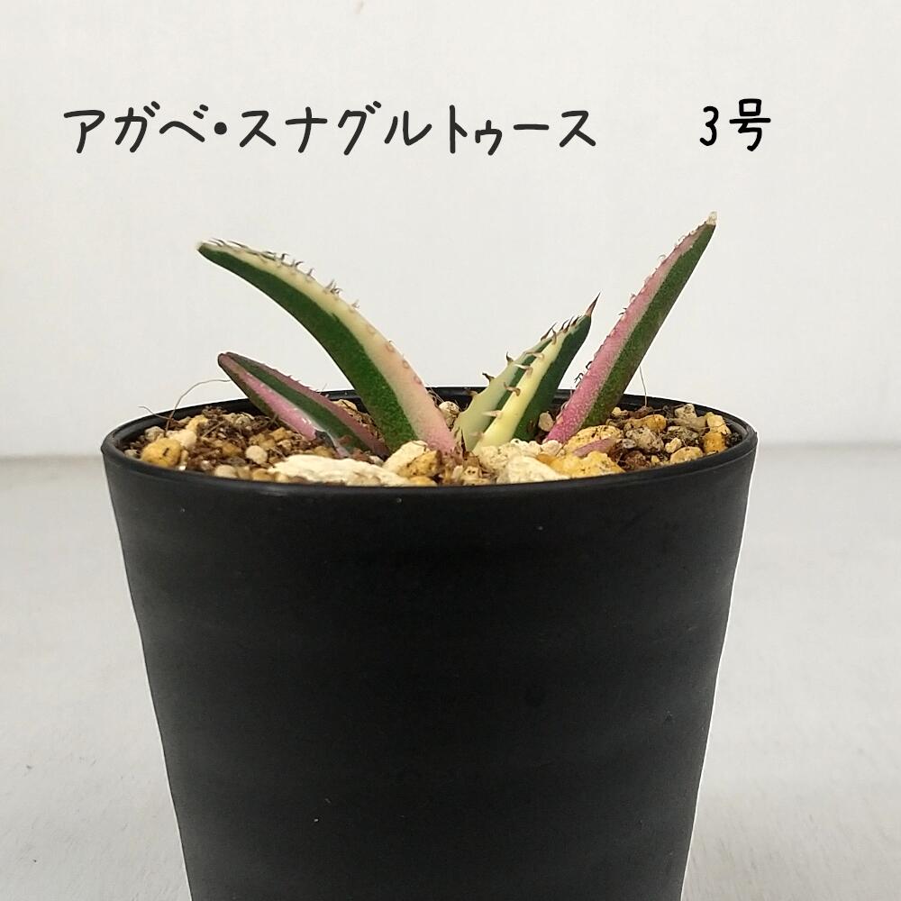 Rakuten - アガベ・チタノタ スナグルトゥース 3号【アガベ・チタノタ 多肉植物 観葉植物 3寸 おしゃれ 新生活 ギフト プレゼント 室内 かわいい オシャレ ベランダ ガーデニング 通販 販売 トゲ リュウゼツラン 竜舌蘭 育てやすい 初心者 モダン ドライガーデン】