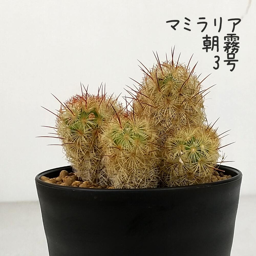 Rakuten - マミラリア・朝霧 3号【観葉植物 サボテン 多肉植物 インテリア グリーン 卓上 デスク テーブル おしゃれ かわいい 新生活 ギフト 誕生日 ベランダ ガーデニング プレゼント 仙人掌 棚置き ミニ】