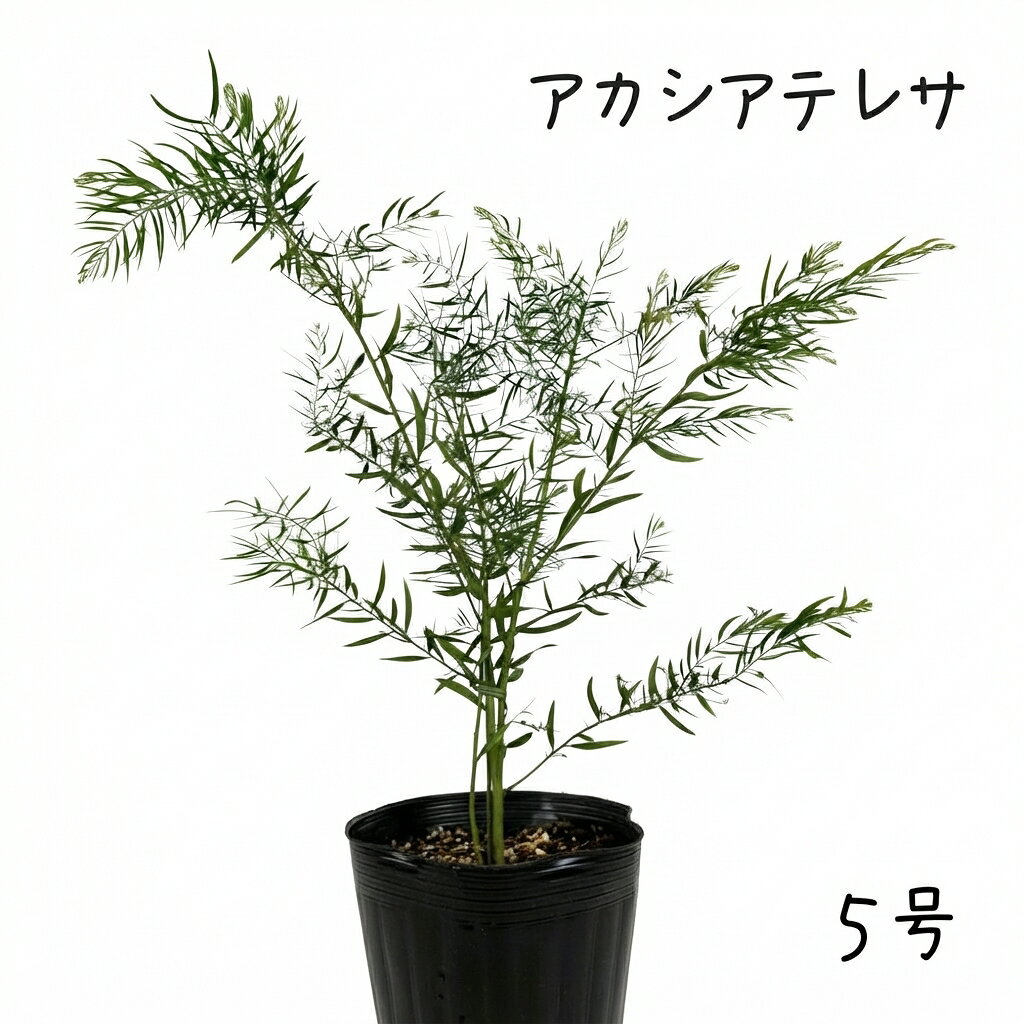 HULLABALOO 観葉植物 常緑樹 ハラバルー オージープランツ 楽天市場】オーストラリア プランツ（花・観葉植物｜花・ガーデン・DIY