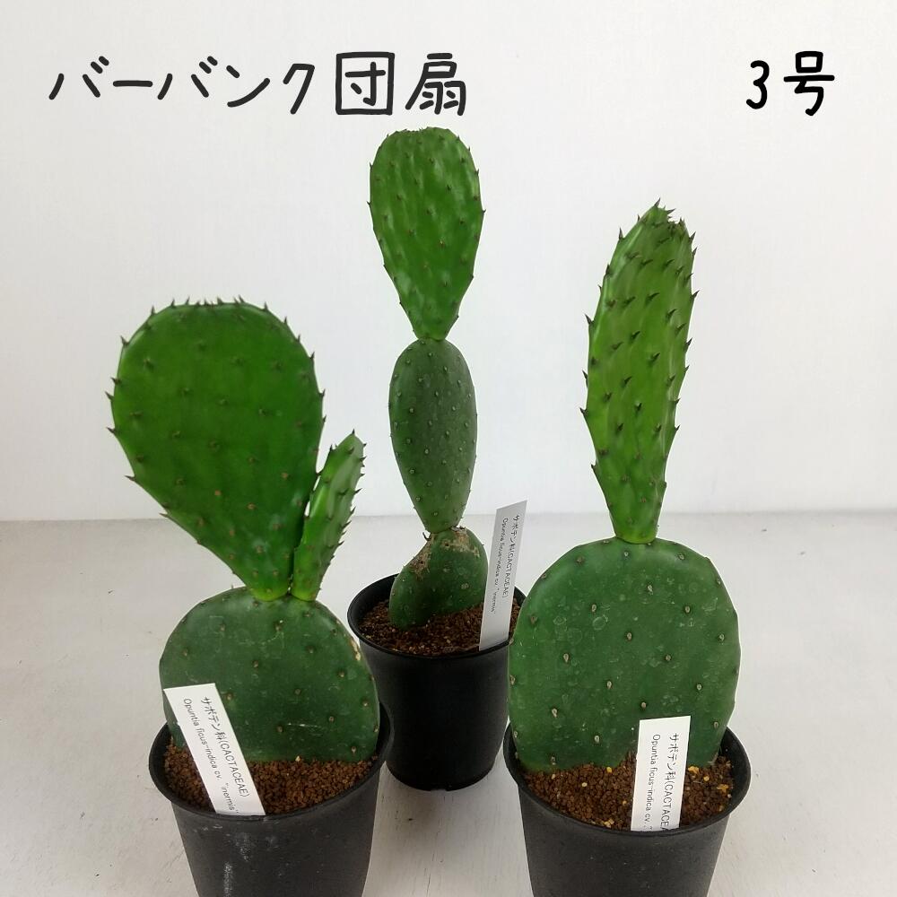 楽天市場】ウチワ サボテン 大型の通販