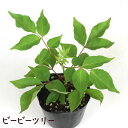 ビービーツリー 3号ポット【イヌゴシュユ 蜜源植物 小さい ミニ 苗木 ポット苗 庭木 耐寒性 花 落葉 ミツバチ 蜜蜂】)
