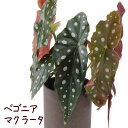 ベゴニア・マクラータ 4.5号【観葉植物 インテリア グリーン おしゃれ 希少 珍しい ドット 派手 水玉模様 通販 販売 木立 花 ギフト プレゼント 卓上 ...