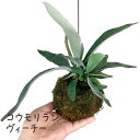 コウモリラン・ヴィーチー 苔玉【ビカクシダ 観葉植物 シダ植物 インテリア グリーン 室内 吊り下げ 吊り玉仕立て ハンギング おしゃれ かわいい 珍しい 希少...