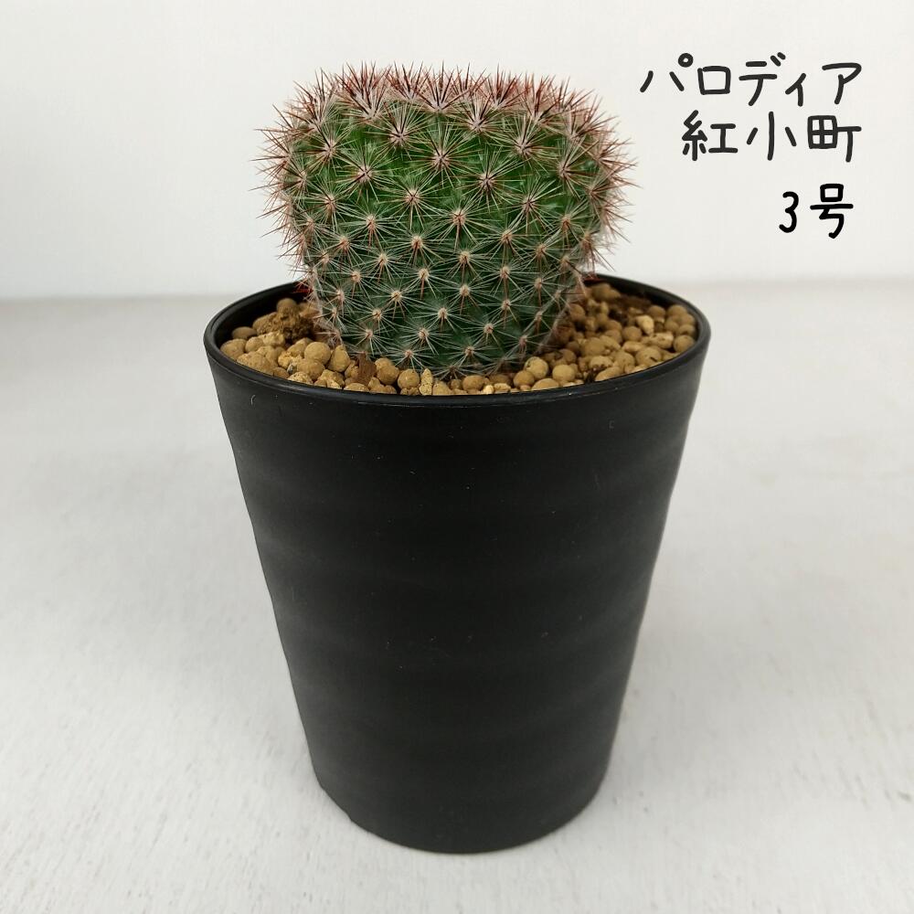 Rakuten - パロディア・紅小町 3号【観葉植物 サボテン 多肉植物 インテリア グリーン 卓上 デスク テーブル おしゃれ かわいい 新生活 ギフト 誕生日 ベランダ ガーデニング プレゼント 仙人掌 棚置き ミニ】