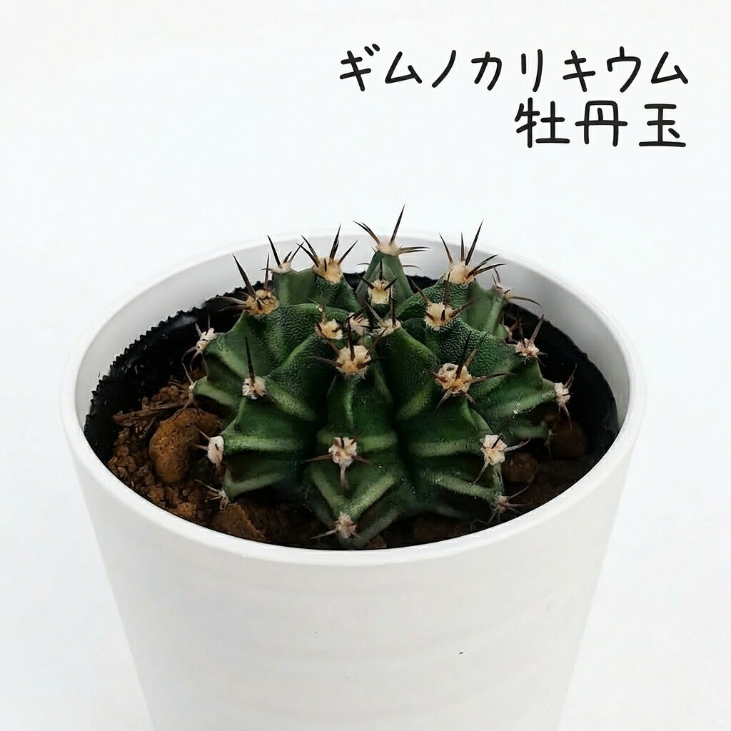 楽天市場】ギムノカリキウム（種類（植物）サボテン）（観葉植物｜花
