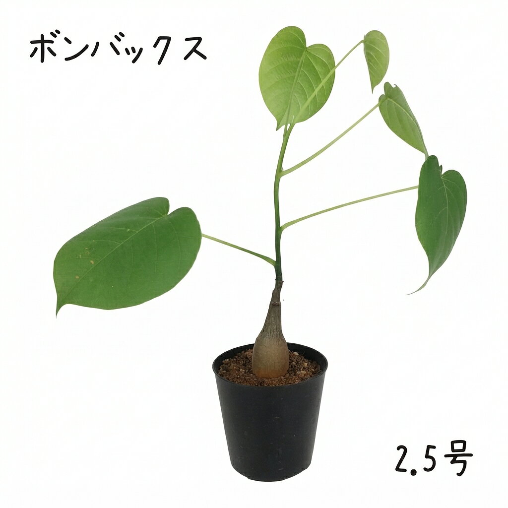 楽天市場】ボンバックス（花・観葉植物｜花・ガーデン・DIY）の通販