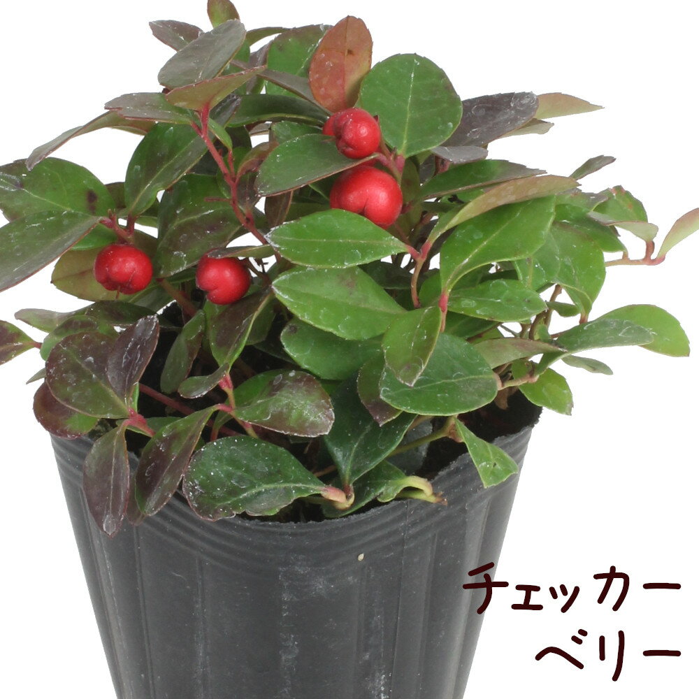 ［訳あり：葉傷み］チェッカーベリー 3号 ポット【観葉植物 おしゃれ 小さい インテリア グリーン プレゼント ギフト 贈り物 かわいい 鉢植え 赤い実 クリスマス 寄植え 冬 常緑低木 庭木 ゴールテリア ヒメコウジ 白い花】
