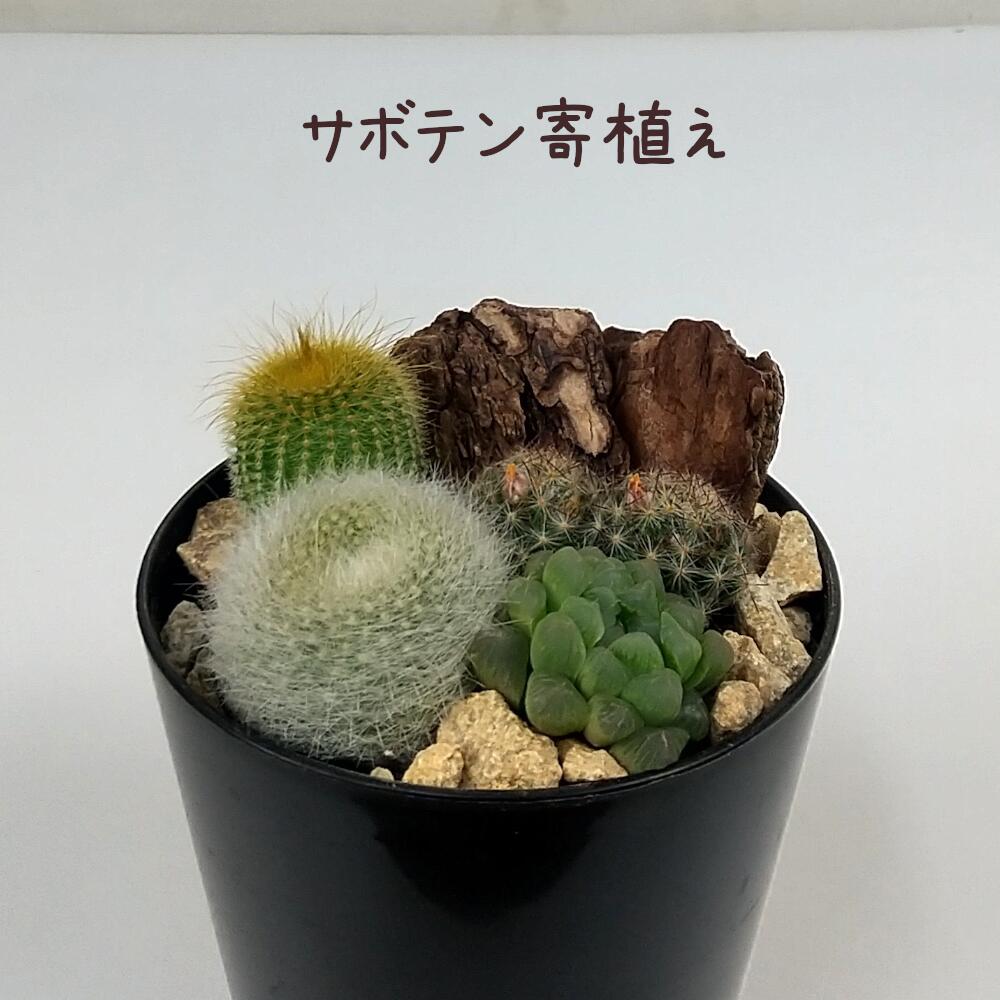 サボテン寄植え 4号【観葉植物 おしゃれ 新生活 インテリア ギフト プレゼント 室内 かわいい 珍しい 鉢植え 常緑 熱帯植物 4寸】