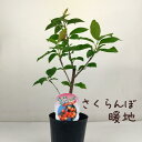 さくらんぼ 暖地 3.5号 ポット苗【桜桃 果樹苗木 チェリー 地植え 鉢植え 花 家庭菜園 ガーデニング ギフト プレゼント ミニ】送料無料(北海道・沖縄・離...