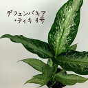 デフェンバキア・ティキ 4号【観葉植物 4寸 おしゃれ 新生活 インテリア 新築祝い 開業祝い ギフト プレゼント 室内 卓上 棚置き テーブル デスク ミニ ...