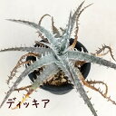 ディッキア 3号 品種不明【観葉植物 多肉植物 インテリア グリーン 卓上 デスク テーブル おしゃれ かわいい 新生活 ギフト 誕生日 ベランダ ガーデニング...