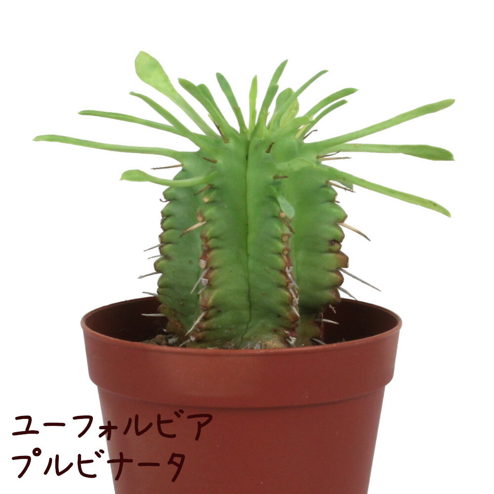 ユーフォルビア・プルビナータ 2.5号【観葉植物 かわいい 卓上 デスク おしゃれ インテリア グリーン ギフト 誕生日 プレゼント 小さい ミニ 苗 棚置き 多肉植物 ベランダ ガーデニング 笹蟹丸…