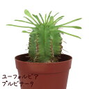 ユーフォルビア・プルビナータ 2.5号【観葉植物 かわいい 卓上 デスク おしゃれ インテリア グリーン ギフト 誕生日 プレゼント 小さい ミニ 苗 棚置き 多肉植物 ベランダ ガーデニング 笹蟹丸…