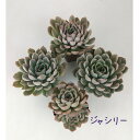 エケベリア・ジャシリー 2.5号 ポット【観葉植物 かわいい 卓上 デスク おしゃれ インテリア グリーン ギフト プレゼント 小さい ミニ 苗 棚置き 多肉植...