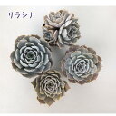 エケベリア・リラシナ 2.5号 ポット【観葉植物 かわいい 卓上 デスク おしゃれ インテリア グリーン ギフト プレゼント 小さい ミニ 苗 棚置き 多肉植物...