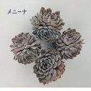 エケベリア・メニーナ 2.5号 ポット【観葉植物 かわいい 卓上 デスク おしゃれ インテリア グリーン ギフト プレゼント 小さい ミニ 苗 棚置き 多肉植物...