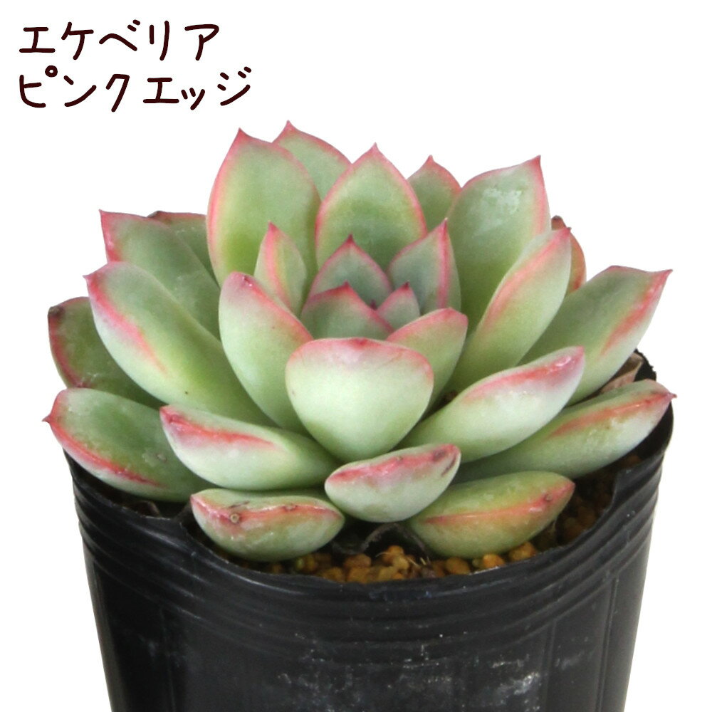 ミニ観葉植物 プチギフト エケベリア・ピンクエッジ 2.5号 ポット【観葉植物 かわいい 卓上 デスク おしゃれ インテリア グリーン ギフト プレゼント 小さい ミニ 苗 棚置き 多肉植物 初心者 育てやすい】