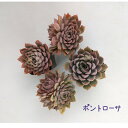 エケベリア・ポントローサ 2.5号 ポット【観葉植物 かわいい 卓上 デスク おしゃれ インテリア グリーン ギフト プレゼント 小さい ミニ 苗 棚置き 多肉...