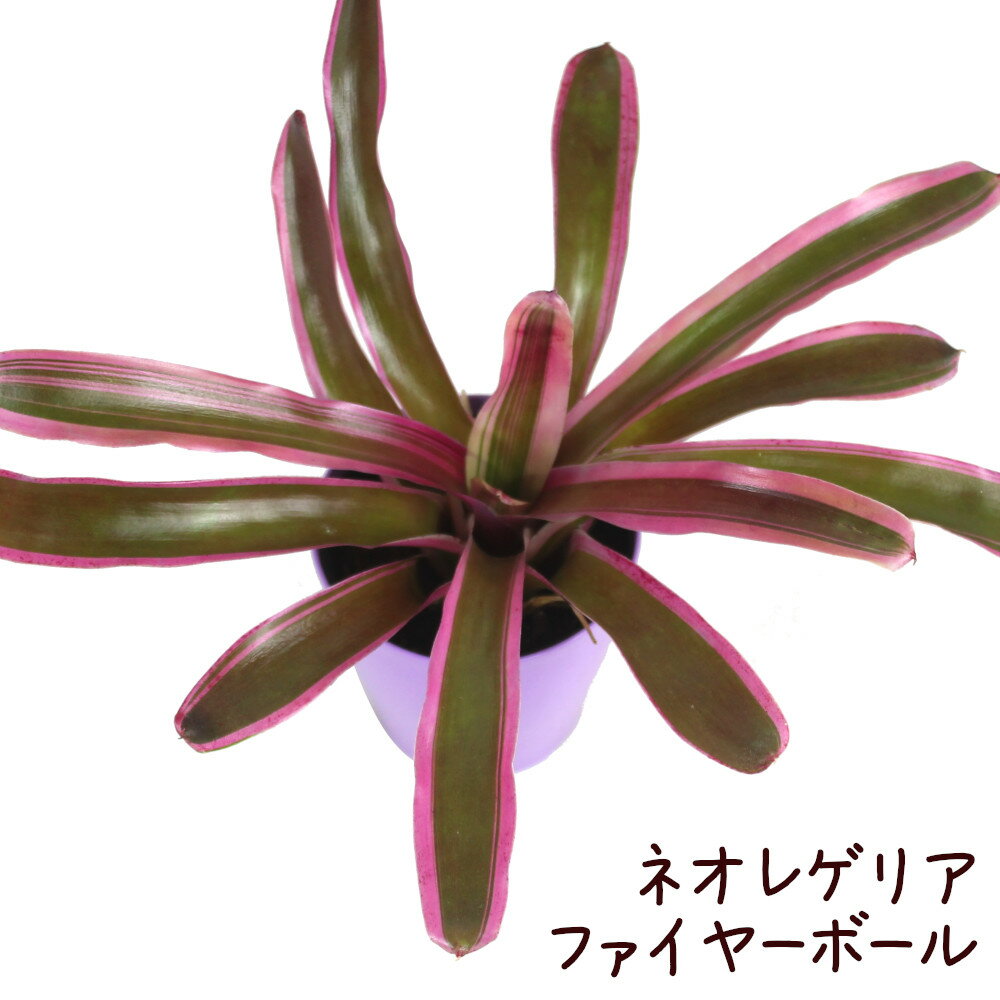 ネオレゲリア・ファイヤーボール 3.5号【観葉植物 3.5寸 おしゃれ 新生活 インテリア グリーン ギフト プレゼント かわいい ハンギング 吊り鉢 鉢植え ネオレゲリア 小さい 小型 卓上 熱帯植物 ブロメリア ベランダ ガーデニング】送料無料（北海道・沖縄・離島除く）