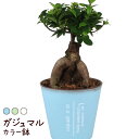 ガジュマル 5号 カラー鉢【観葉植物 おしゃれ インテリア グリーン 4寸 室内 プレゼント ギフト ガジュマルの木 贈り物 新生活 父の日 母の日 初心者 育てやすい 卓上 棚上 ベランダ ガーデング 定番】送料無料（北海道・沖縄・離島除く）