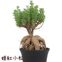 姫紅小松 3号【トリコディアデマ ブルボスム 観葉植物 塊根植物 多肉植物 3寸 おしゃれ かわいい インテリア グリーン ギフト 卓上 珍しい 希少 コーデックス 盆栽風 メセン】送料無料（北海道 沖縄 離島除く）