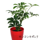 ホンコンカポック 3.5号 緑【観葉植物 3.5寸 おしゃれ 新生活 インテリア グリーン 誕生日 ギフト プレゼント 室内 卓上 棚置き テーブル デスク ミ...