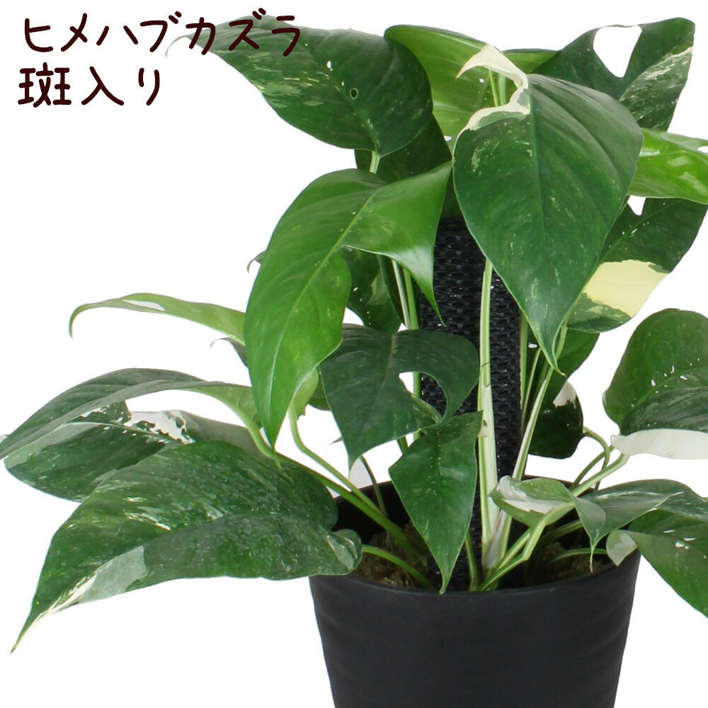 ヒメハブカズラ 7号 斑入り【観葉植物 7寸 大型 おしゃれ 新生活 インテリア 新築祝い 開業祝い ギフト プレゼント 移転祝い 鉢植え 大きい 希少 珍しい レア品種 現品のみ 限定品 大きい】送料無料（北海道・沖縄・離島除く）のサムネイル
