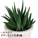 ハオルチア・ギガンティア交配種 4号【観葉植物 多肉植物 インテリア グリーン 小さい おしゃれ かわいい 卓上 デスク 棚置き 鉢植え 新生活 ギフト 誕生日...