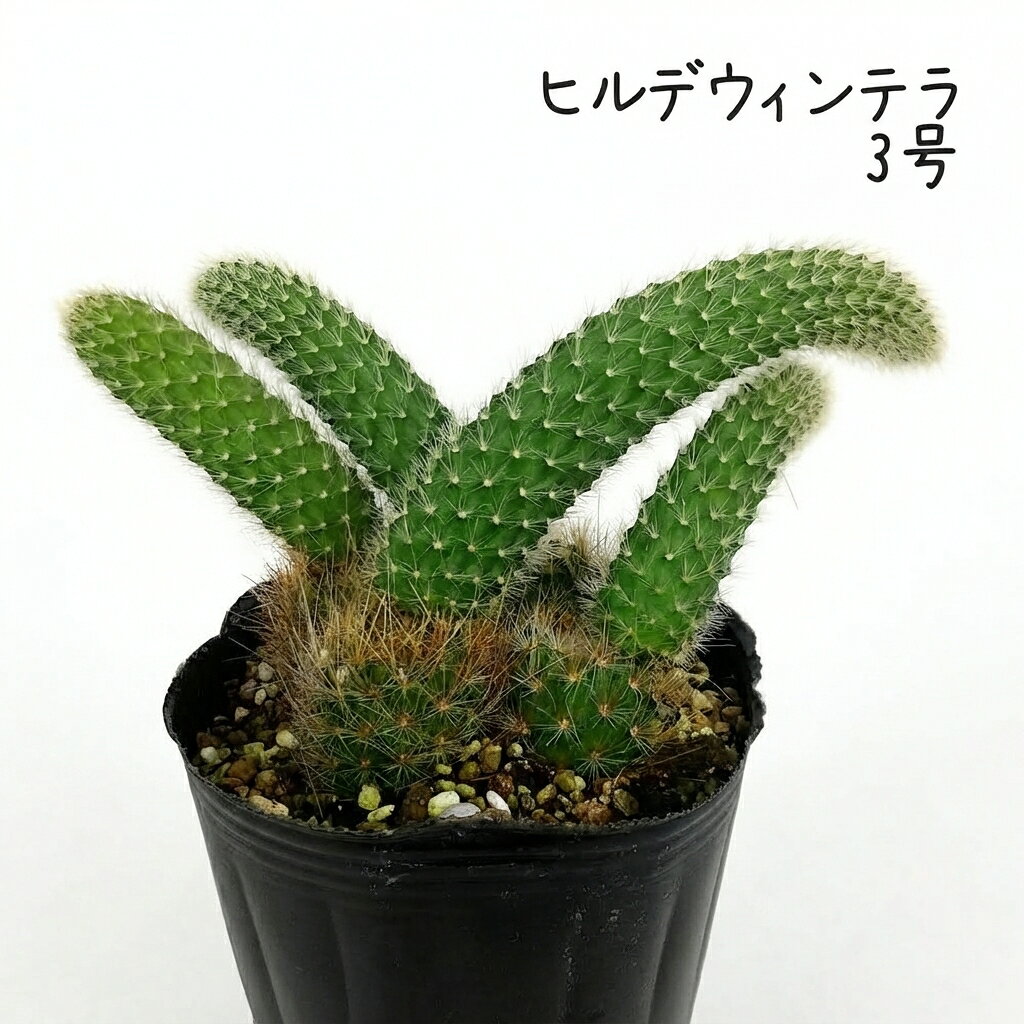 楽天市場】ヒモサボテン ヒルデウィンテラ“カラデモノニスの通販