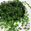 フィカス・プミラ・クエルキフォリア 4号【天使のいたずら 観葉植物 4寸 インテリア グリーン グランドカバー つる植物 ツル性植物 小さい葉 ミニ かわいい おしゃれ 壁面 ギフト 寄植え 素材 レア 希少 珍しい 大崖石榴 オオイタビ】送料無料(北海道・沖縄・離島除く)