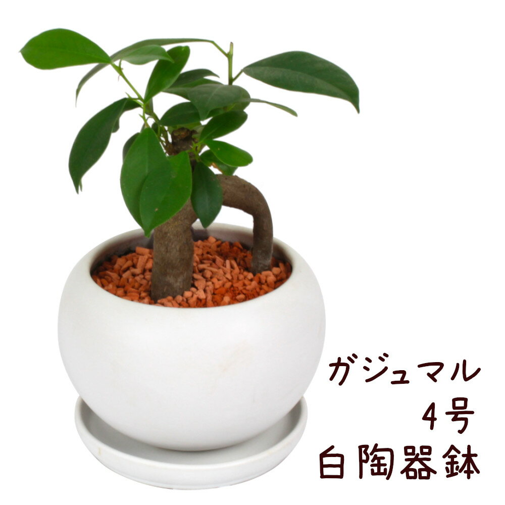 ガジュマル ガジュマル 4号 白陶器鉢【観葉植物 おしゃれ 小さい インテリア 4寸 室内 小さい プレゼント ギフト ガジュマルの木 贈り物 新生活 父の日 母の日 初心者 育てやすい 卓上 デスク 棚置き ミニ】送料無料（北海道・沖縄・離島除く）