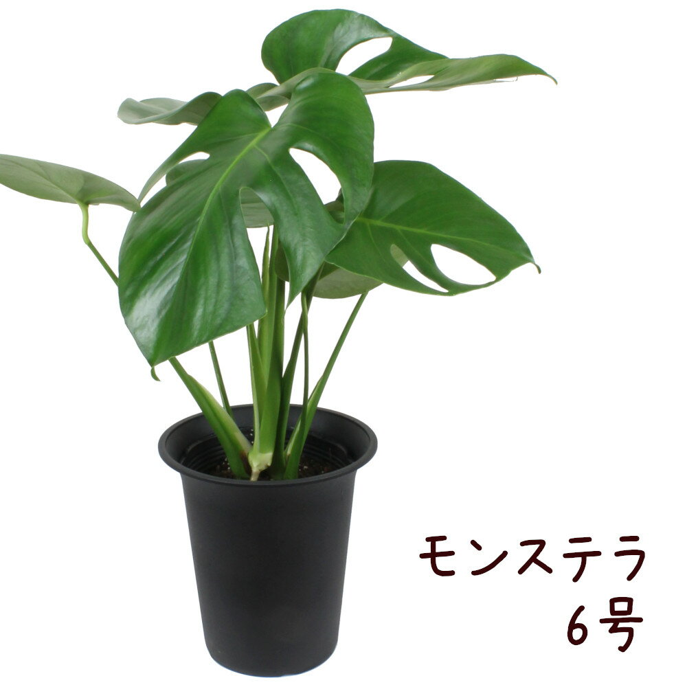 モンステラ モンステラ 6号【観葉植物 アジアン 南国 出世芋 熱帯植物 6寸 大型 おしゃれ 新生活 インテリア 新築祝い 開業祝い ギフト プレゼント 移転祝い 室内 育てやすい 初心者】送料無料（北海道・沖縄・離島除く）