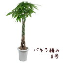 パキラ 編み 8号【観葉植物 8寸 大型 おしゃれ 新生活 インテリア 新築祝い 開業祝い ギフト プレゼント 移転祝い 編み込み 室内 育てやすい 初心者】送...