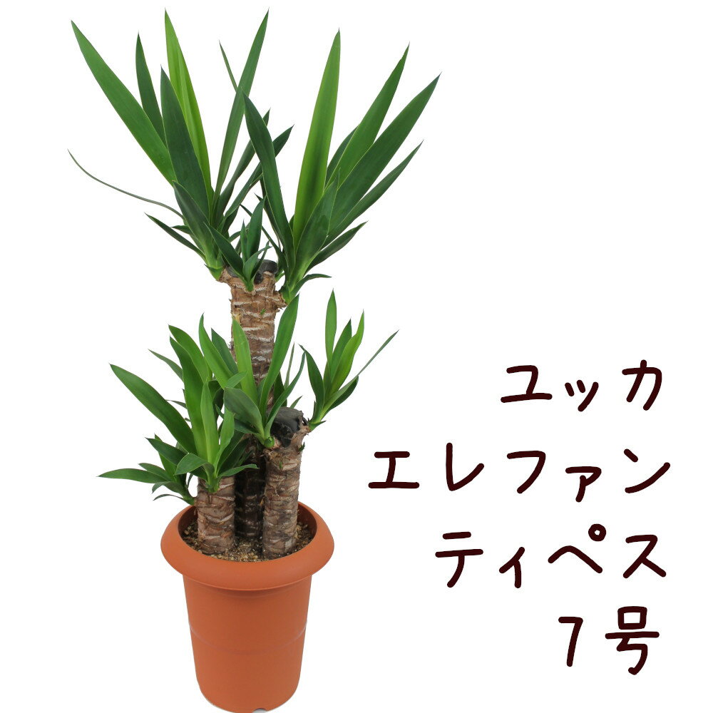 ユッカ ユッカ エレファンティペス 7号【青年の木 観葉植物 7寸 大型 おしゃれ 新生活 インテリア 新築祝い 開業祝い ギフト プレゼント 移転祝い かわいい 室内 yucca リビング 】送料無料（北海道・沖縄・離島除く）