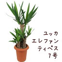 ユッカ ユッカ エレファンティペス 7号【青年の木 観葉植物 7寸 大型 おしゃれ 新生活 インテリア 新築祝い 開業祝い ギフト プレゼント 移転祝い かわいい 室内 yucca リビング 】送料無料（北海道・沖縄・離島除く）