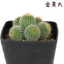 サボテン 金晃丸 群生 3号【観葉植物 サボテン 多肉植物 ドライガーデン インテリア グリーン 卓上 デスク テーブル おしゃれ かわいい 新生活 ギフト プ...