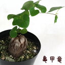 亀甲竜 3.5号【ディオスコレア・エレファンティペス 観葉植物 塊根植物 インテリア グリーン 小さい おしゃれ かわいい 卓上 デスク 棚置き 鉢植え 新生活...
