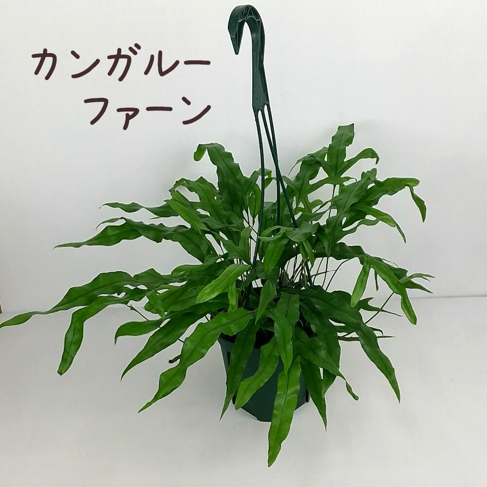 カンガルーファーン 5号　吊り鉢【観葉植物 おしゃれ 新生活 インテリア グリーン 室内 かわいい シダ..