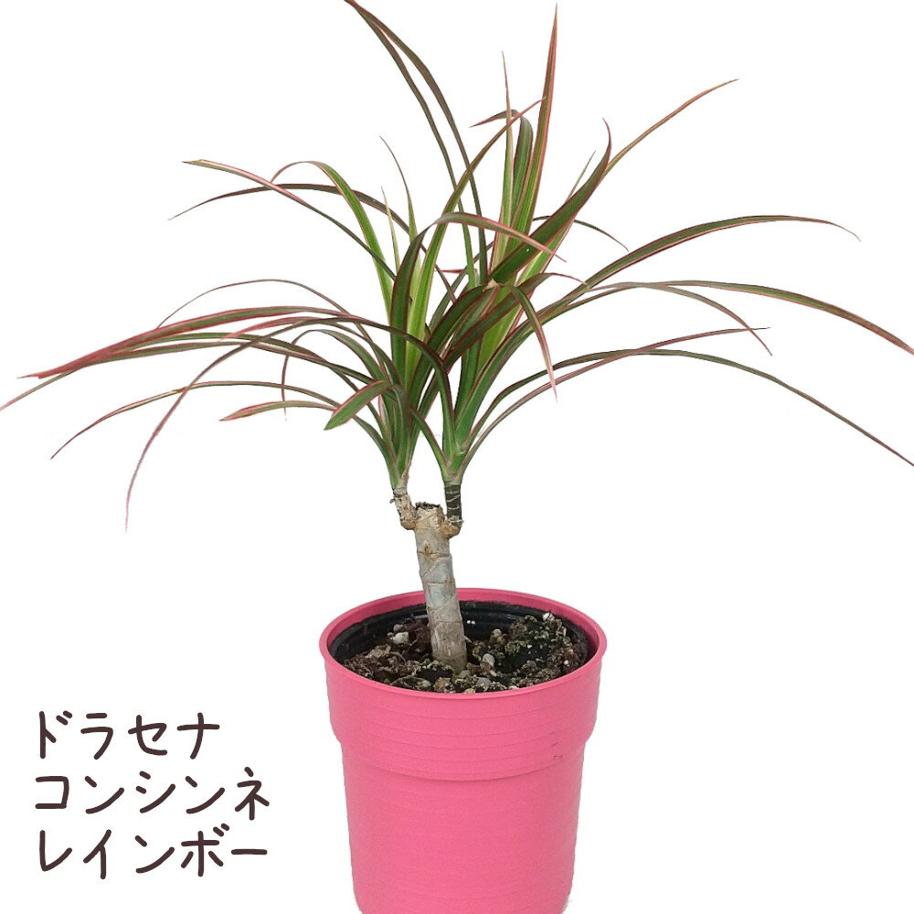 ミニ観葉植物 ドラセナ・コンシンネ・レインボー 2号【観葉植物 おしゃれ 新生活 インテリア グリーン ギフト 誕生日 プレゼント かわいい 室内 カラーリーフ 小さい 2寸 デスク テーブル 棚置き 卓上 初心者 育てやすい ミニ】