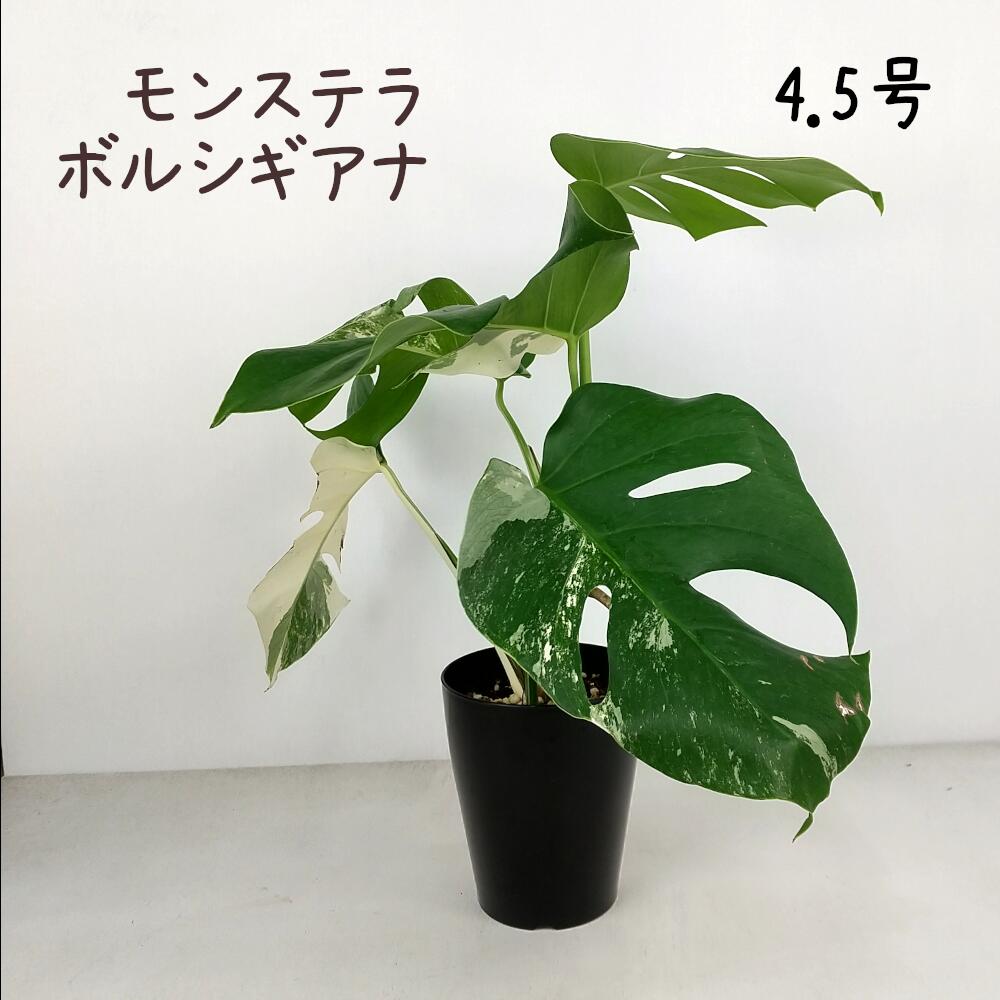 楽天市場】レア 希少（種類（植物）モンステラ）（花・観葉植物｜花
